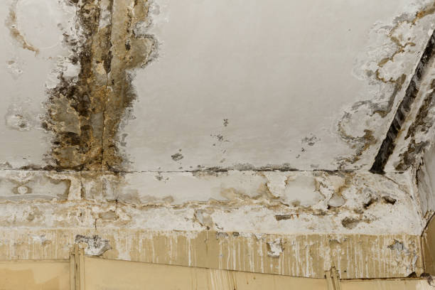 Reliable Summerville, SC Water damage restoration Solutions